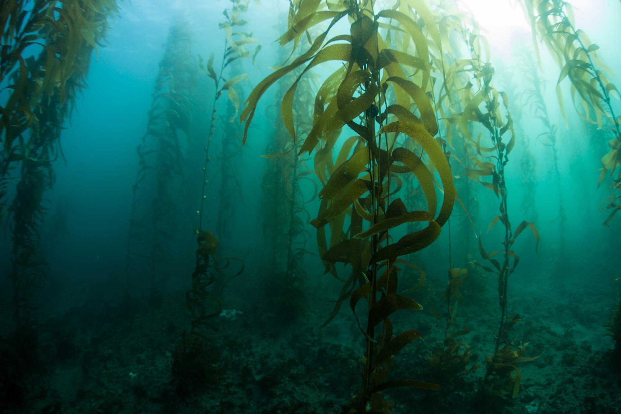Unterwasser Kelpwald